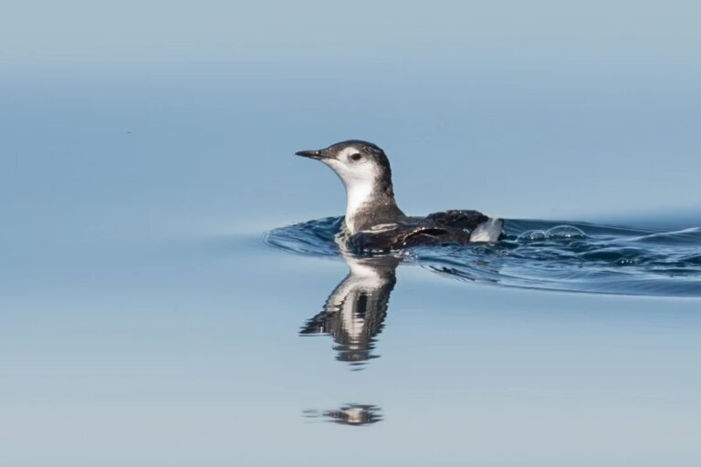Noyo Pelagics