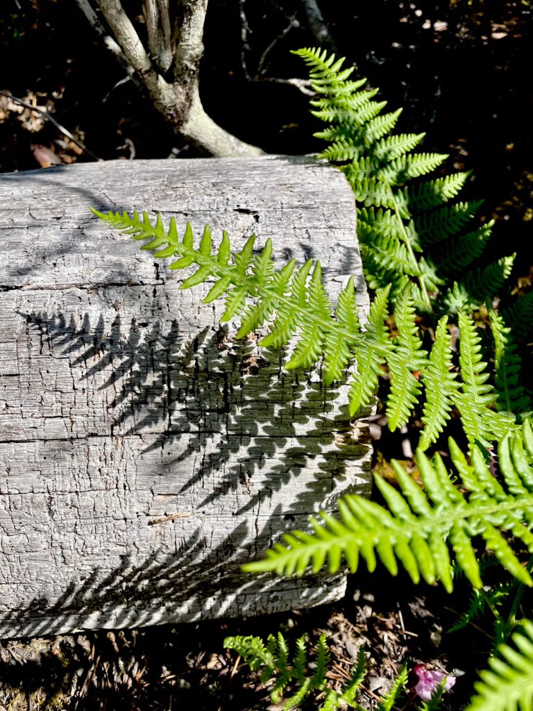 Van Damme State Park